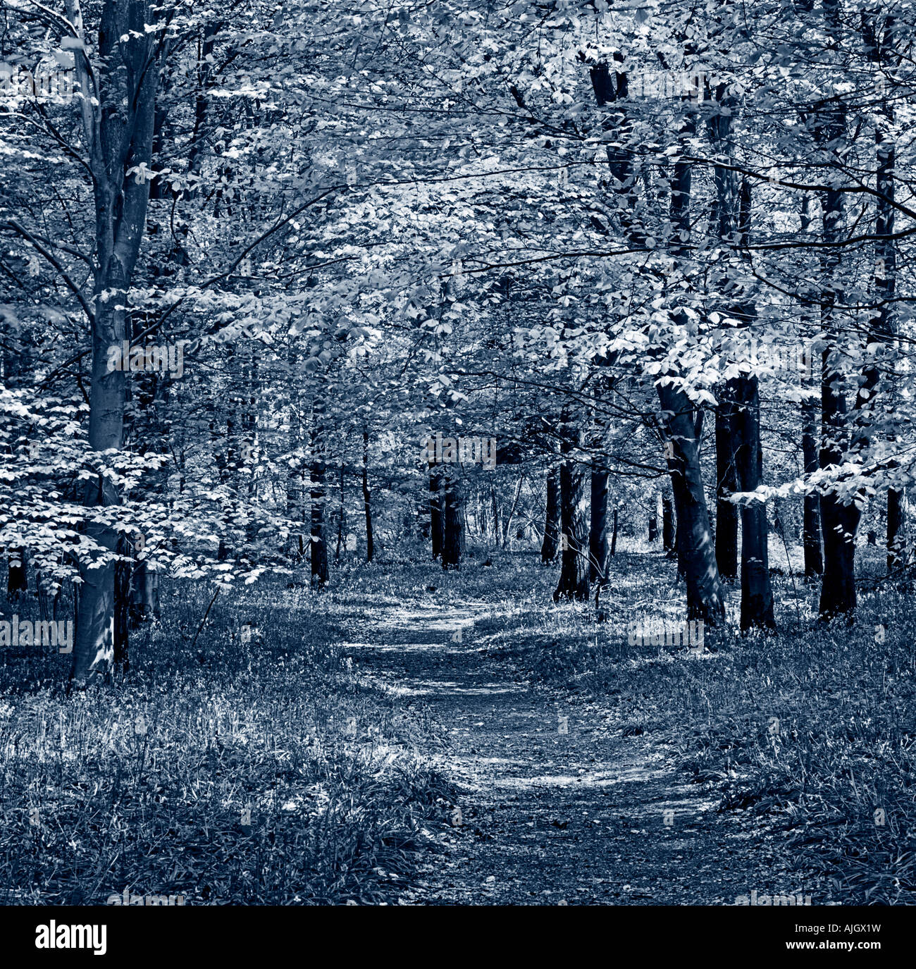 Black and White Image of Bluebell Woods Surrey UK Europe Stock Photo