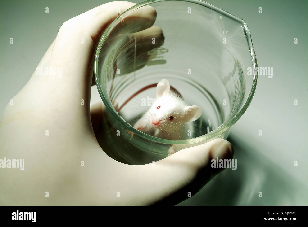 Mouse in a glass hi-res stock photography and images - Alamy