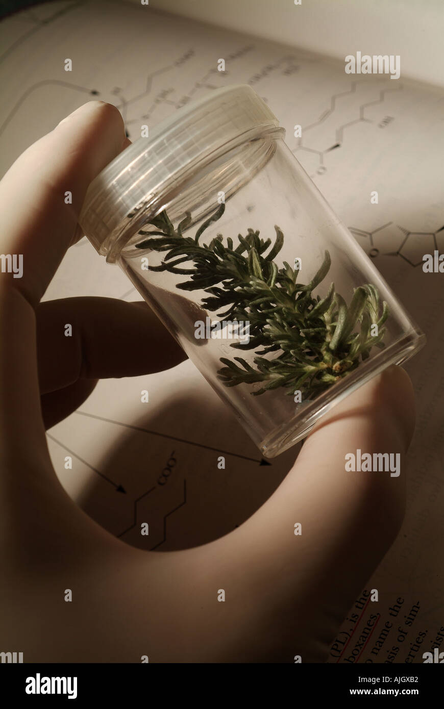 Herb research hi-res stock photography and images - Alamy