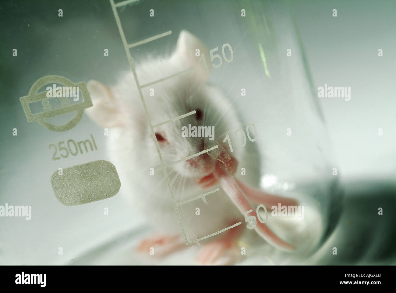 Mouse eating lab hi-res stock photography and images - Alamy
