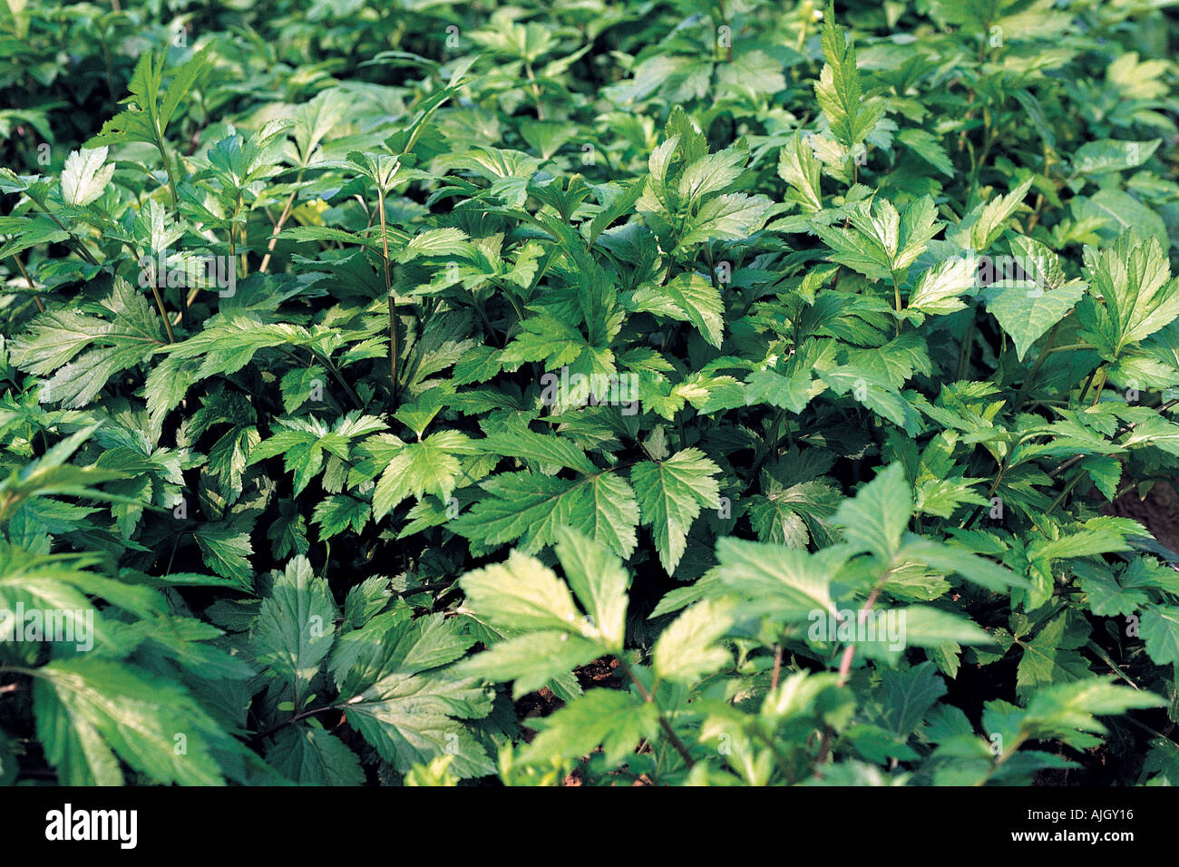 High plants in field hi-res stock photography and images - Alamy