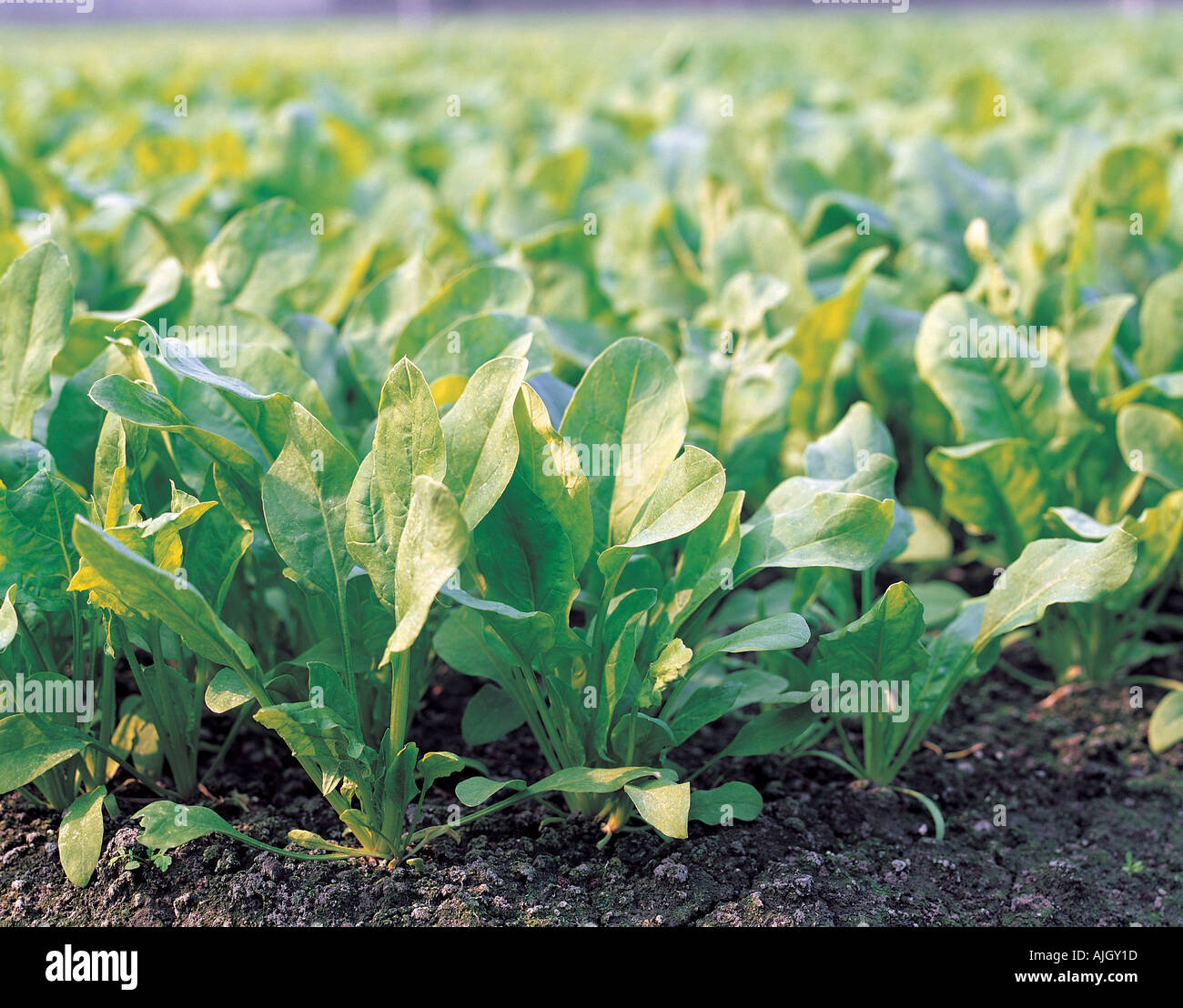 как растет шпинат. как растет шпинат. шпинат огородный. как растет шпинат. шпинат на грядке.