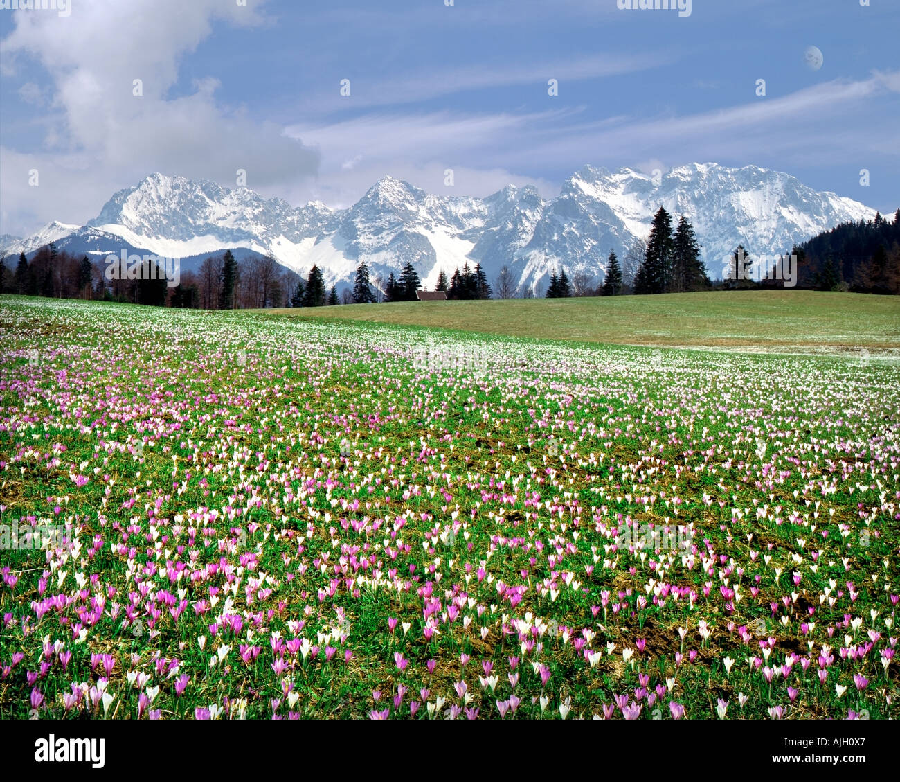 DE - BAVARIA: Crocus Meadow and Karwendel Mountains Stock Photo