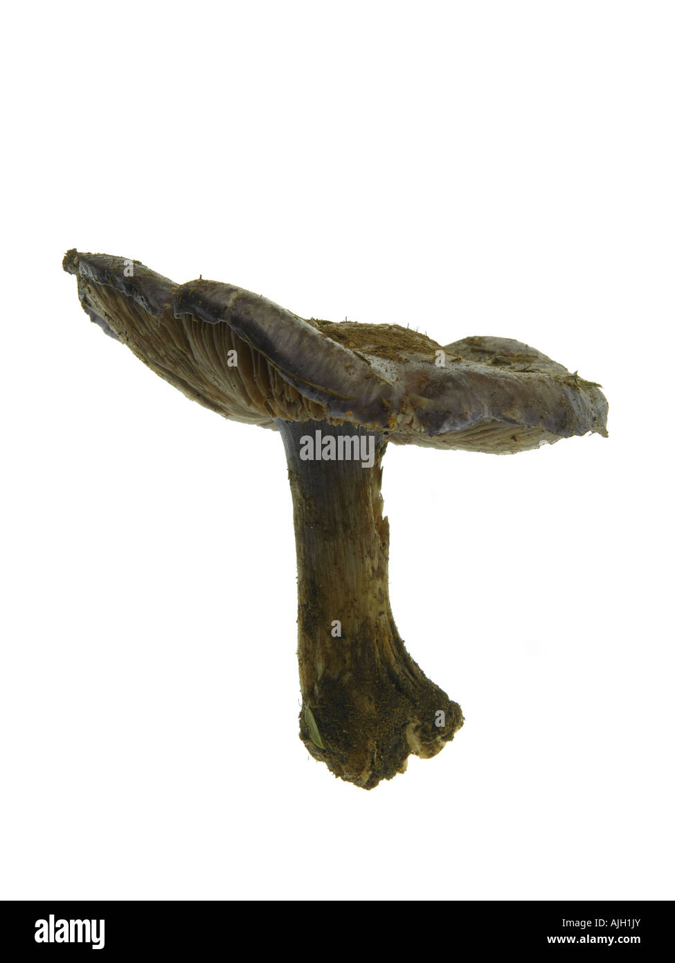 Mealy Bigfoot Webcap Mushroom Cortinarius caerulescens Stock Photo
