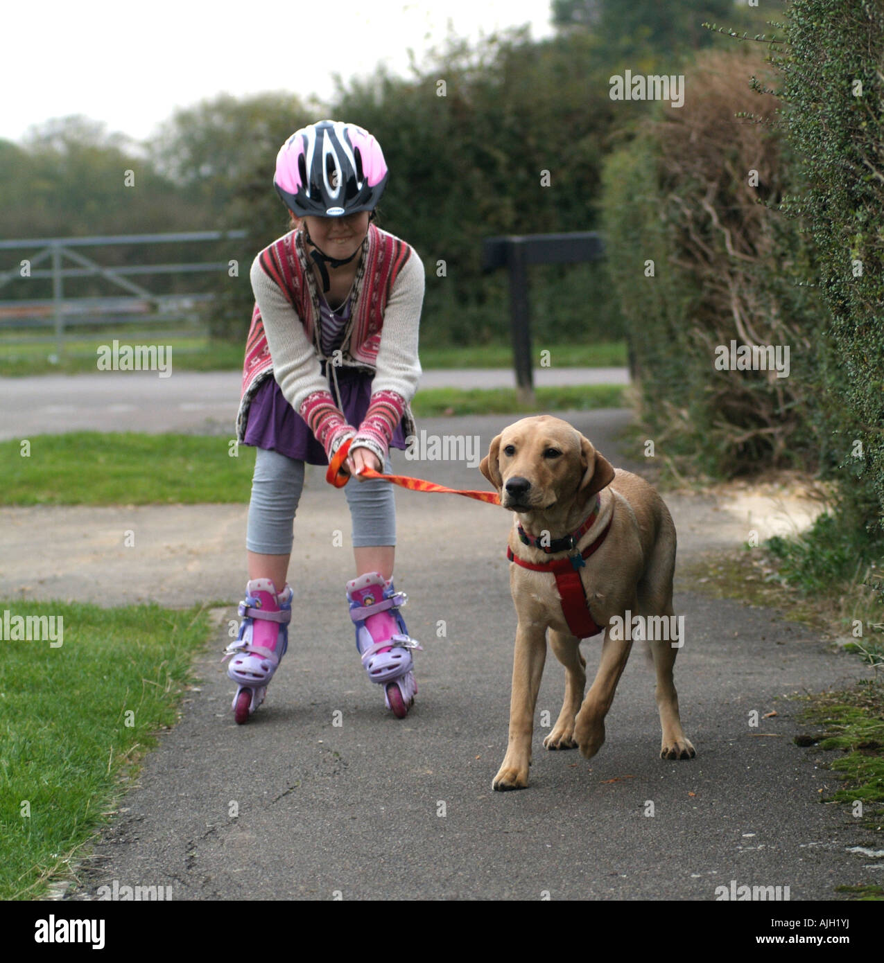 Girl On Rollerblades With Her Pet Labrador Retriever Dog Pulling Her Along The Pavement Stock Photo Alamy