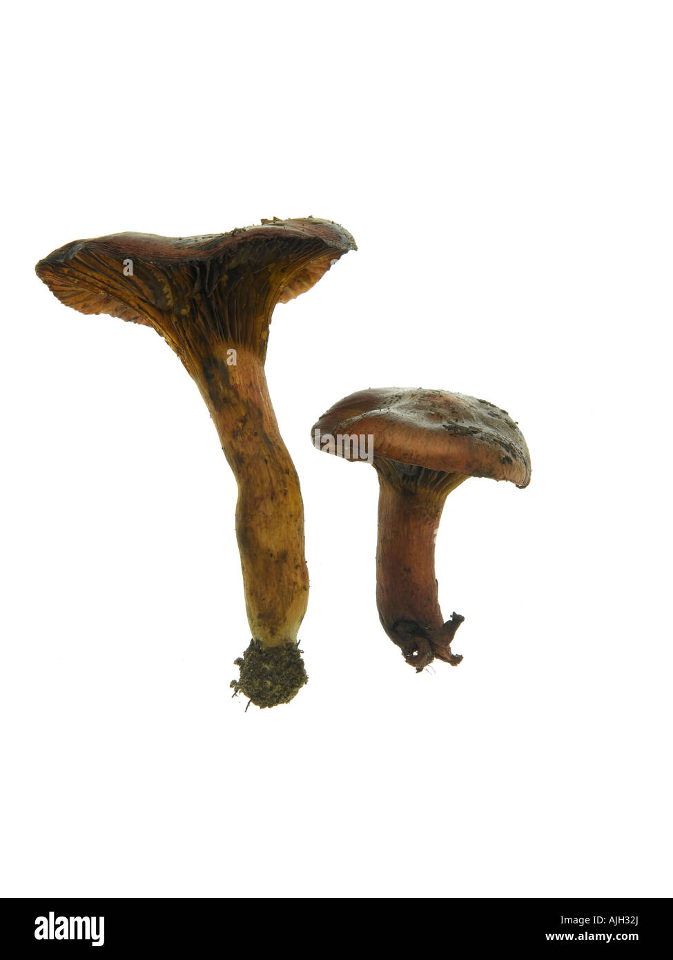 Copper Spike Mushroom Croogromphus rutilus Stock Photo