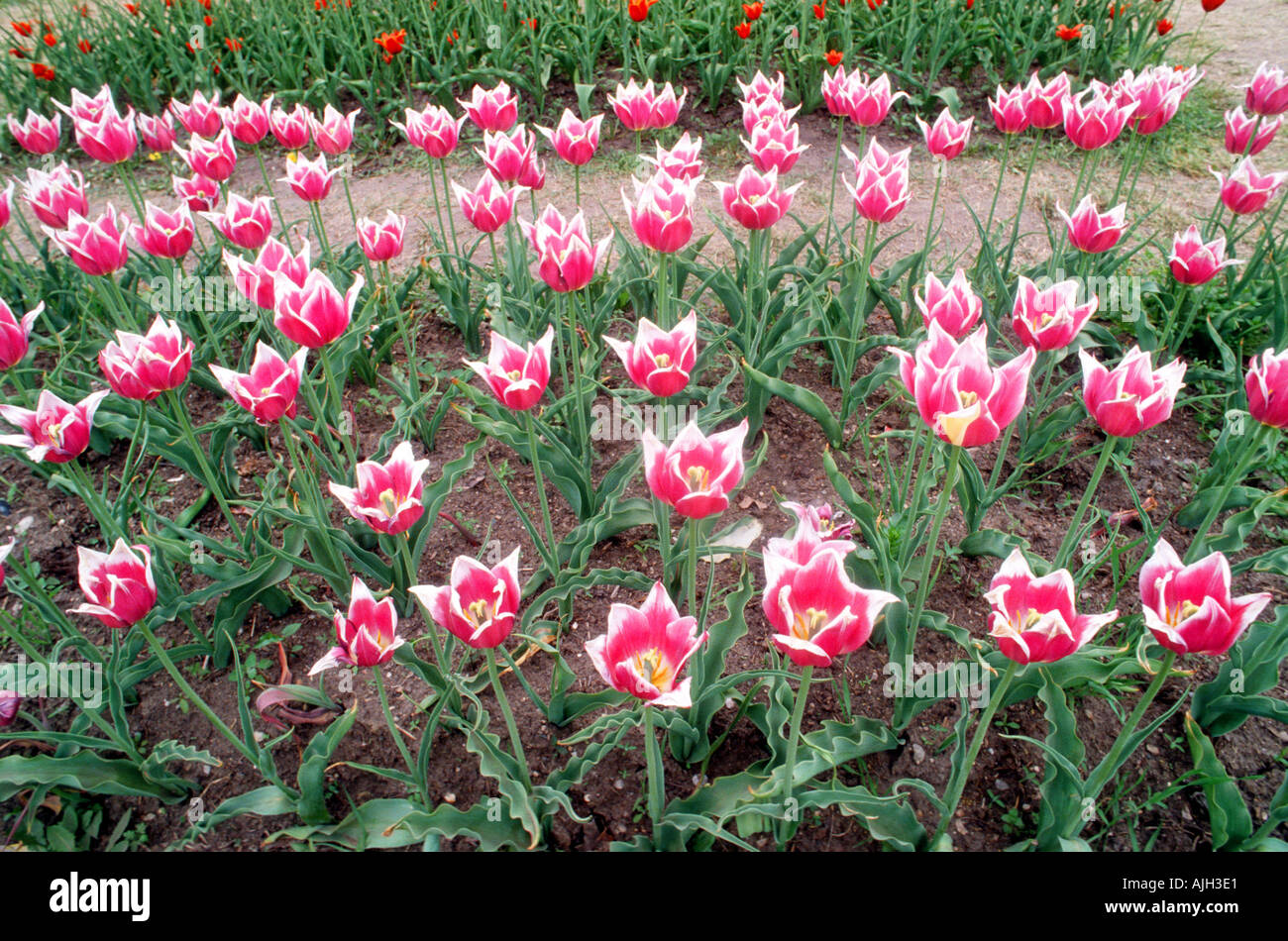 Veldheer Tulip Gardens Holland Michigan 2 Stock Photo Alamy