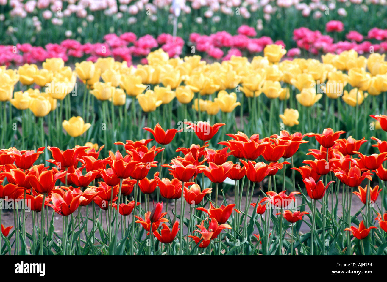 Veldheer Tulip Gardens Holland Michigan tulip festival Stock Photo Alamy