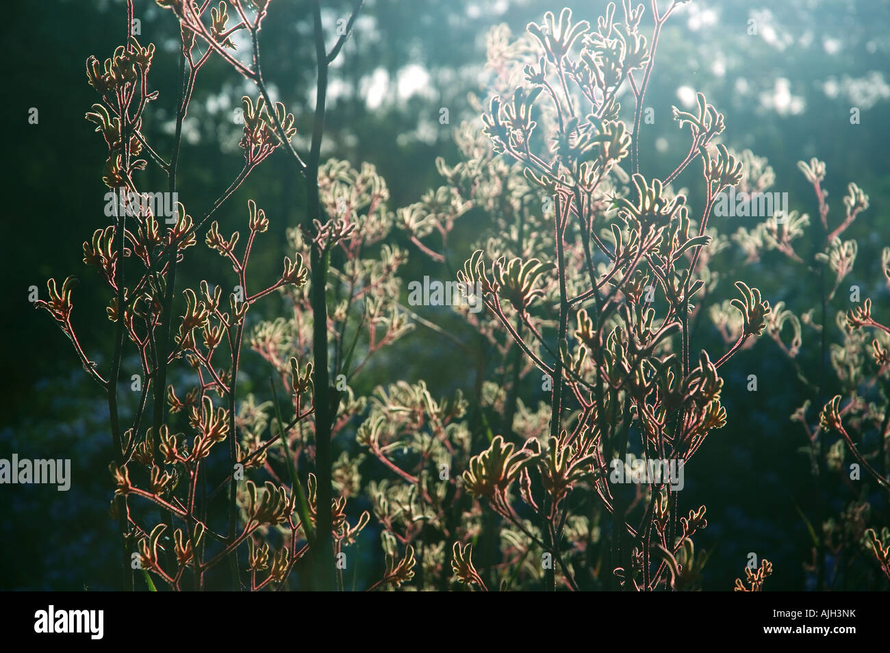 kangaroo paw flowers genus Anigozanthos Stock Photo Alamy