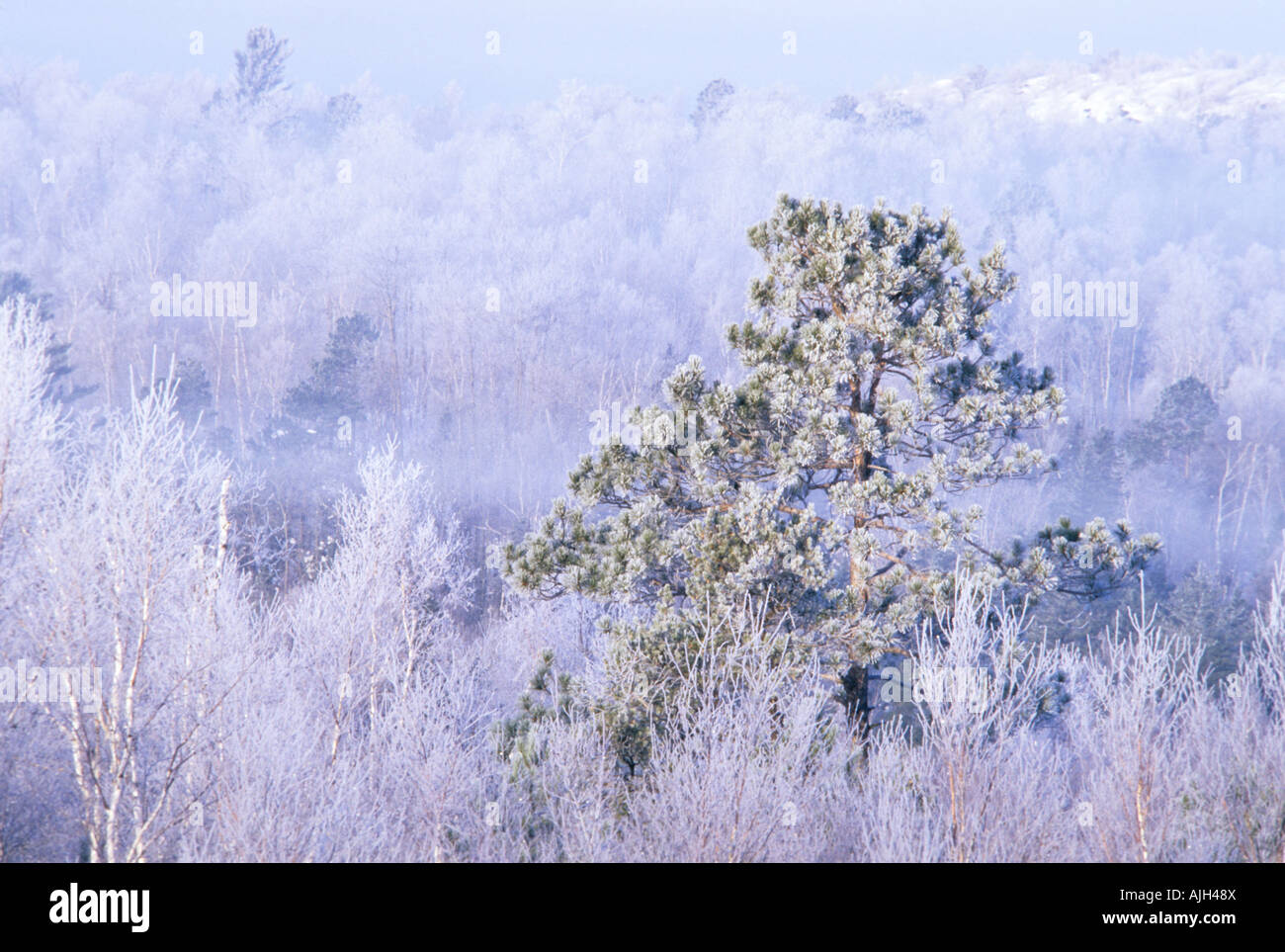 Northern Ontario forest after an early winter snowfall. Stock Photo