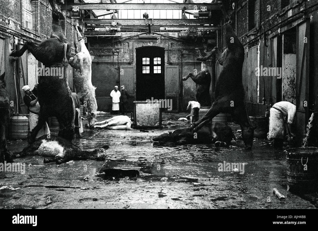 Horse Butcher Stock Photos & Horse Butcher Stock Images Alamy