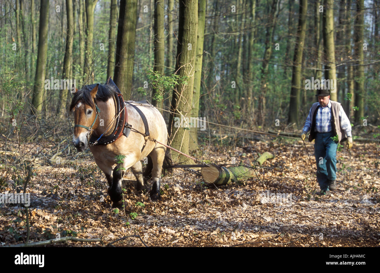 Horse logging hires stock photography and images Alamy