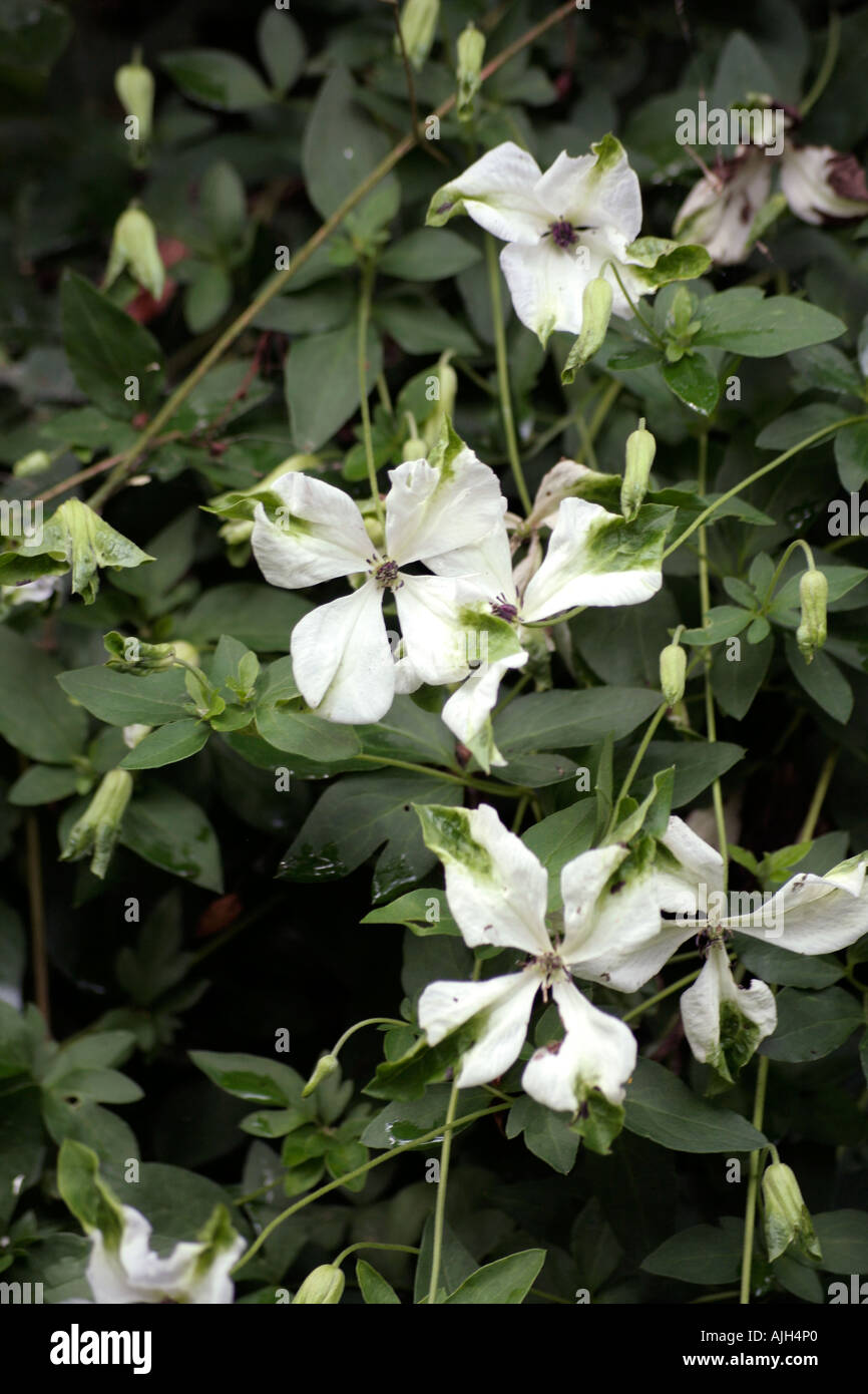 Clematis viticella alba luxurians Stock Photo - Alamy