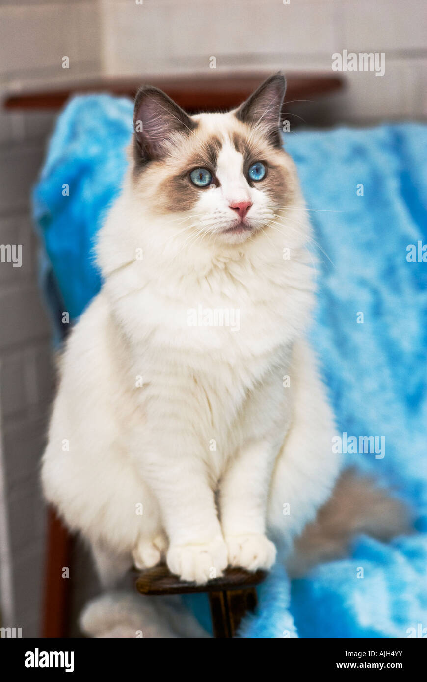 Blue bicolor ragdoll male kitten hi-res stock photography and images - Alamy