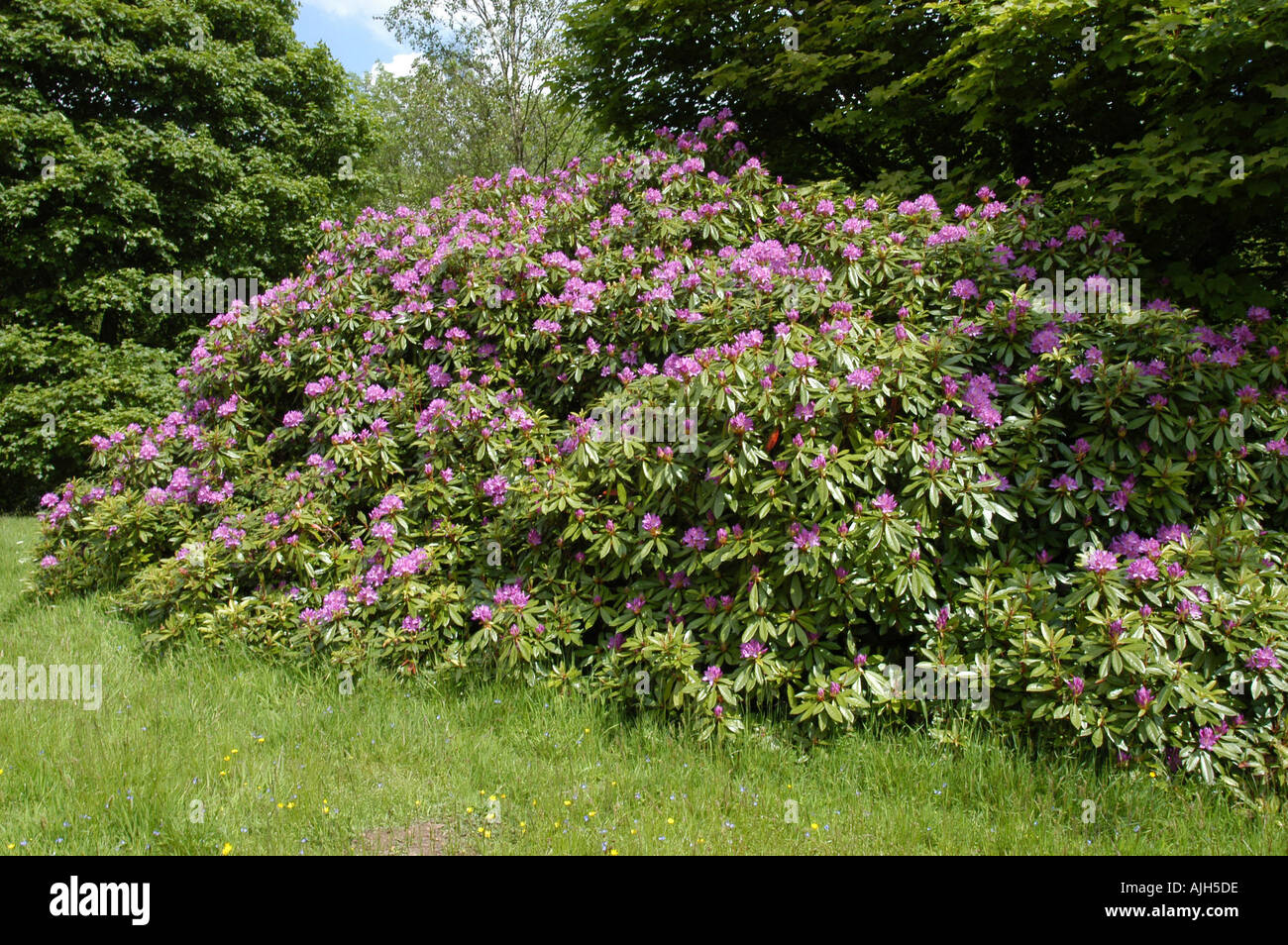 Rhododendron ponticum scotland hi-res stock photography and images - Alamy