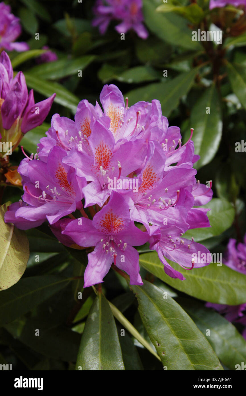 Rhododendron ponticum scotland hi-res stock photography and images - Alamy