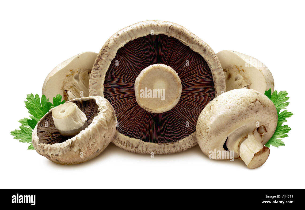 Mushrooms Isolated Stock Photo