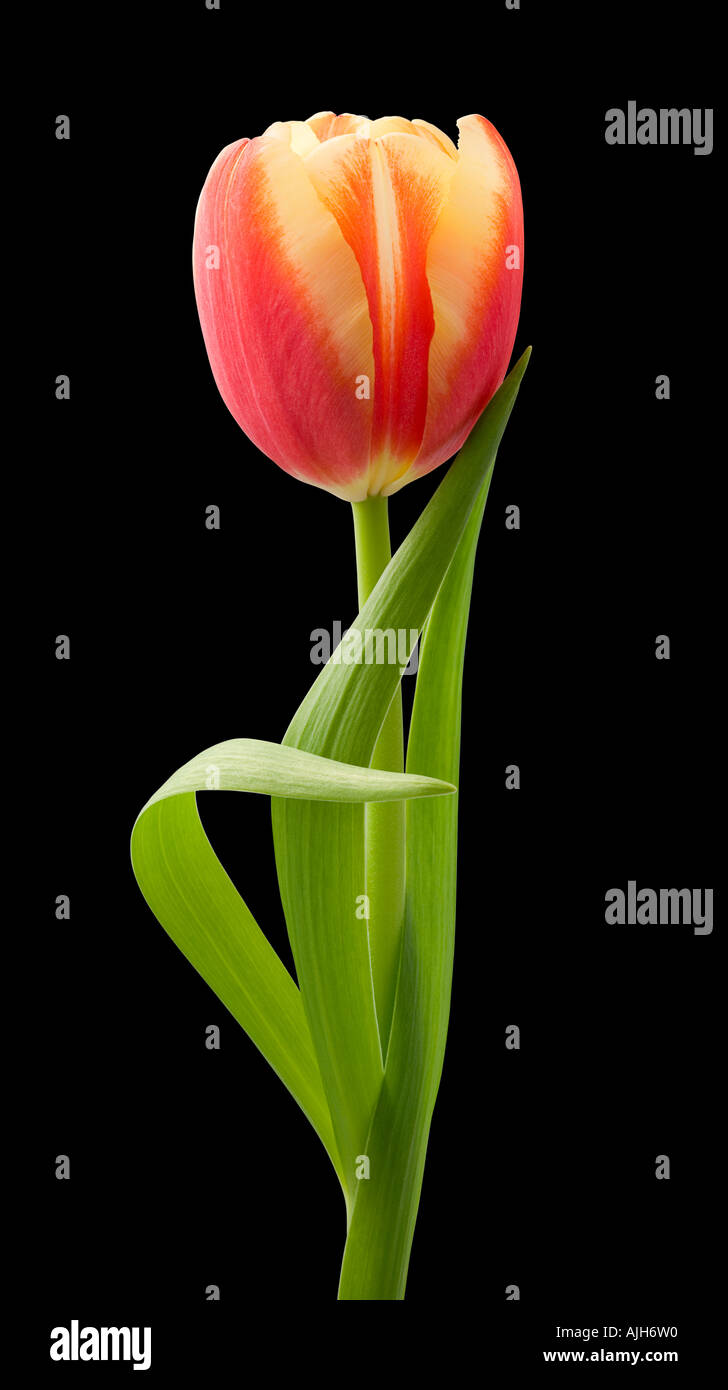 Tulip Isolated Stock Photo