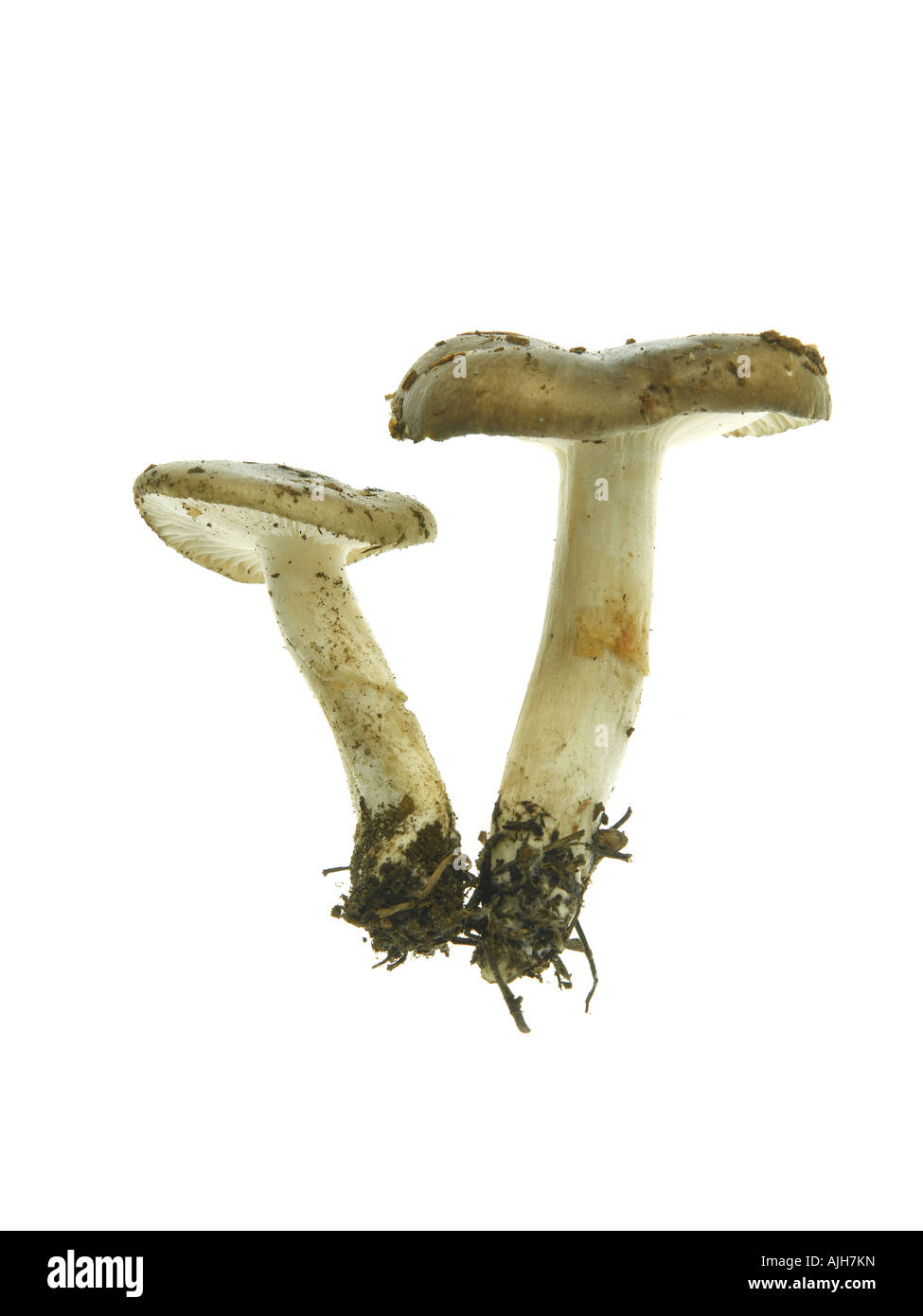 Almond Woodwax Mushroom Hygrophorus agathosmus Stock Photo