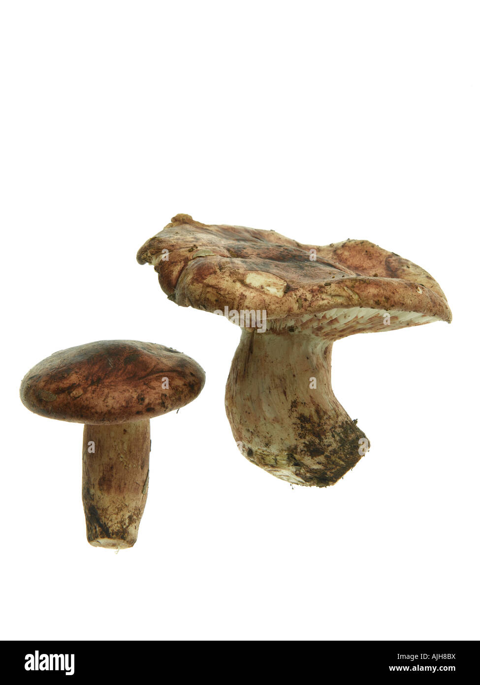 Pinkmottle Woodwax Mushroom Hygrophorus russula Stock Photo