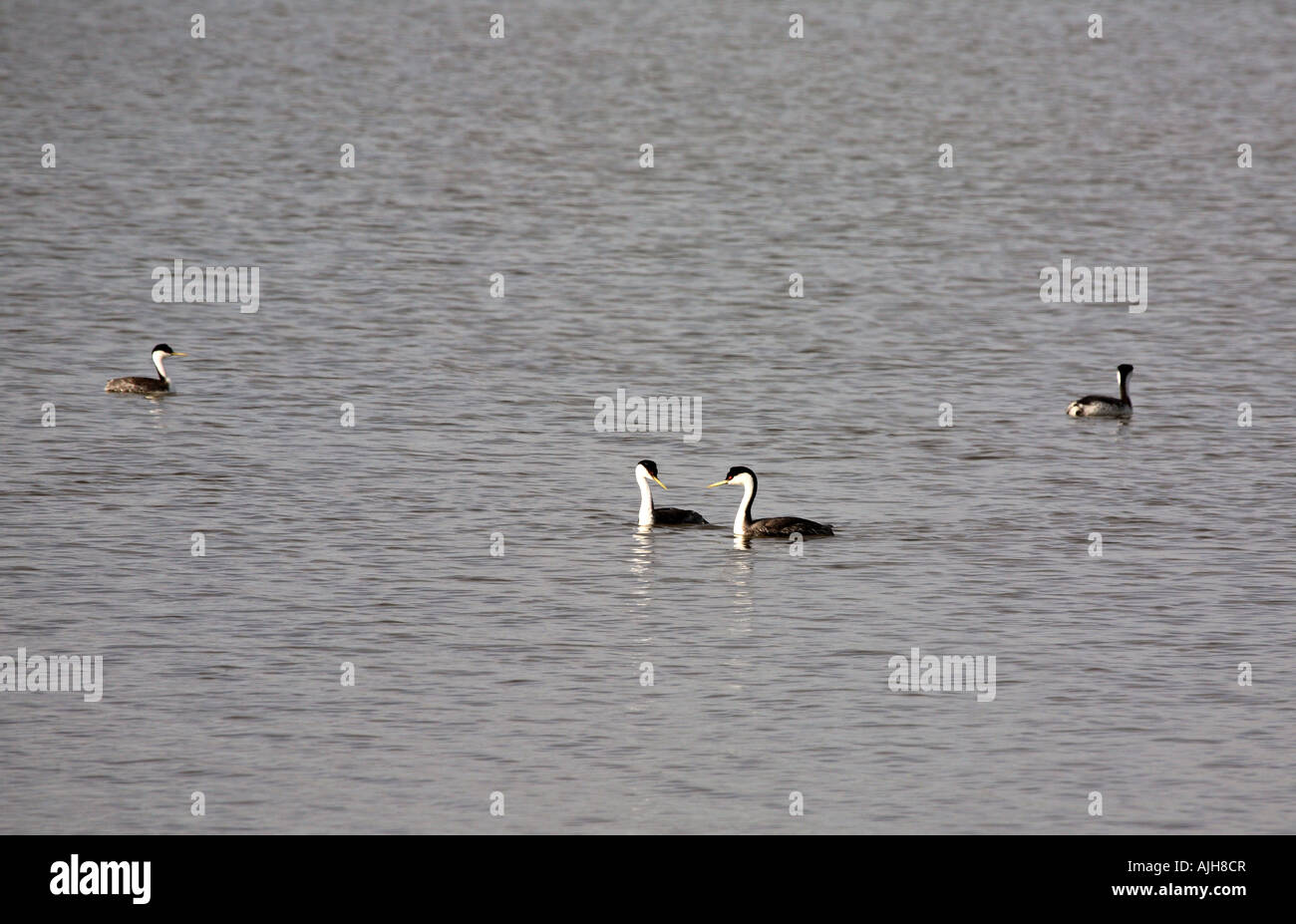 Pair of grebes swimming in Chaplin Lake Marshes Stock Photo