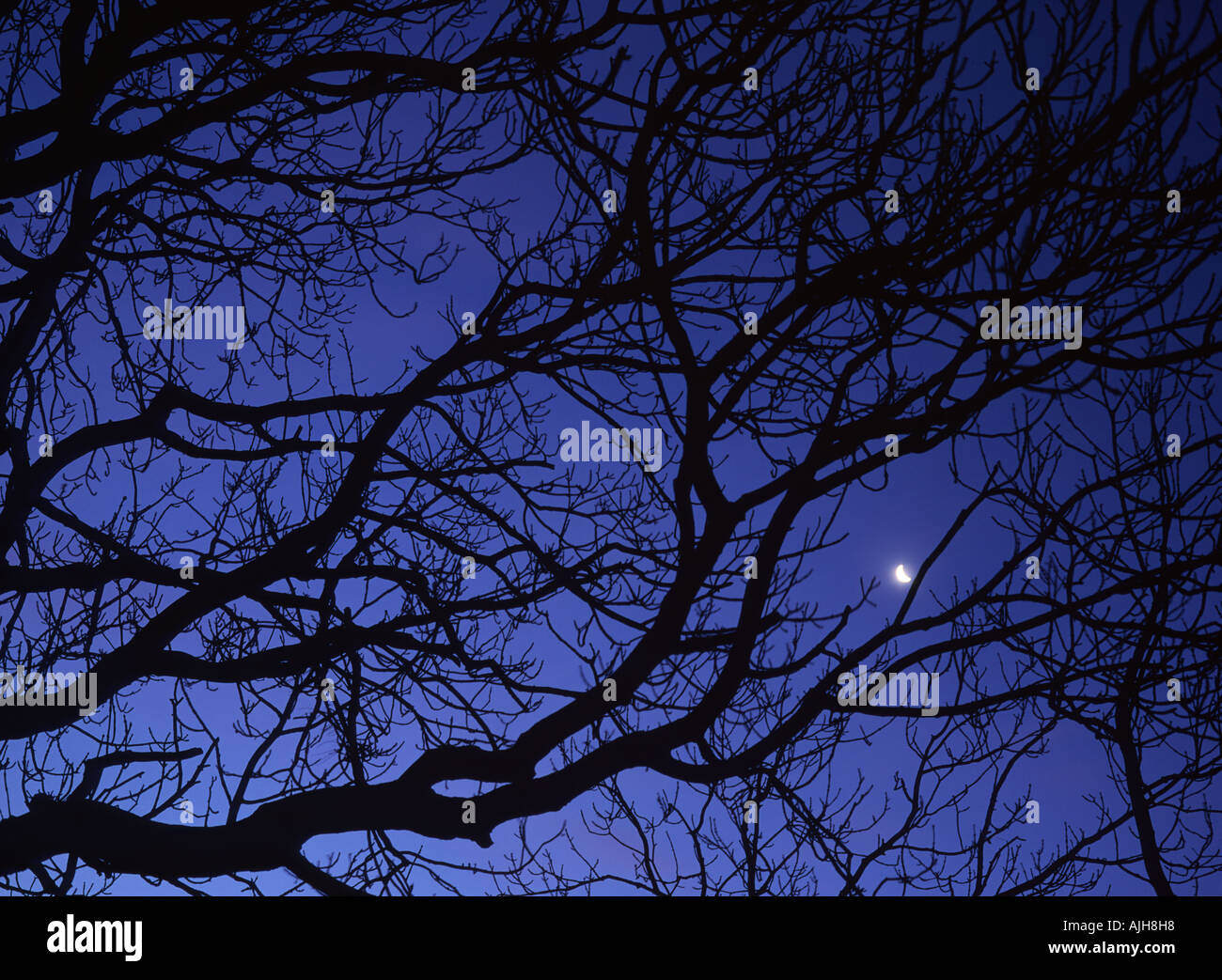 Moon in deep blue night sky through tree branches Hill End, nr Cardington, Shropshire, England. Stock Photo