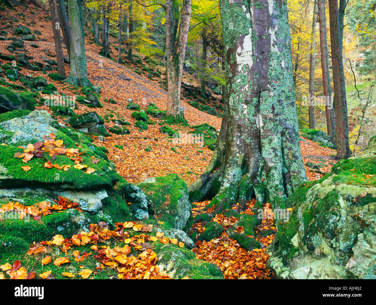 Trees, moss & fallen leaves in woods next to Pistyll Rhaeadr, Nr Llanrhaeadr-ym-Mochnant, Powis/Clwyd, Wales Stock Photo