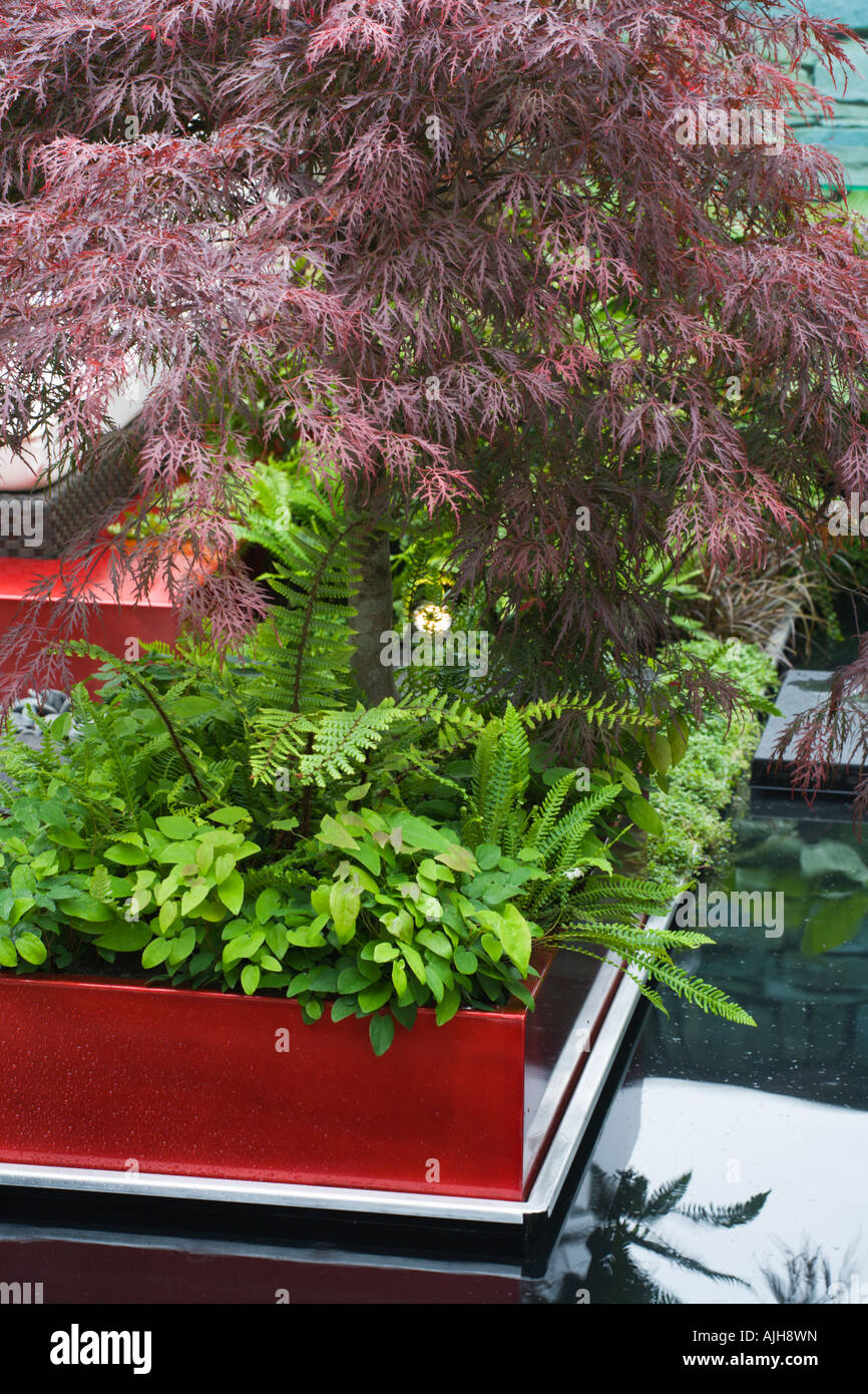Chelsea Flower Show 2007 Upstairs Downstairs Kate Gould potted Acer palmatum and ferns Stock Photo