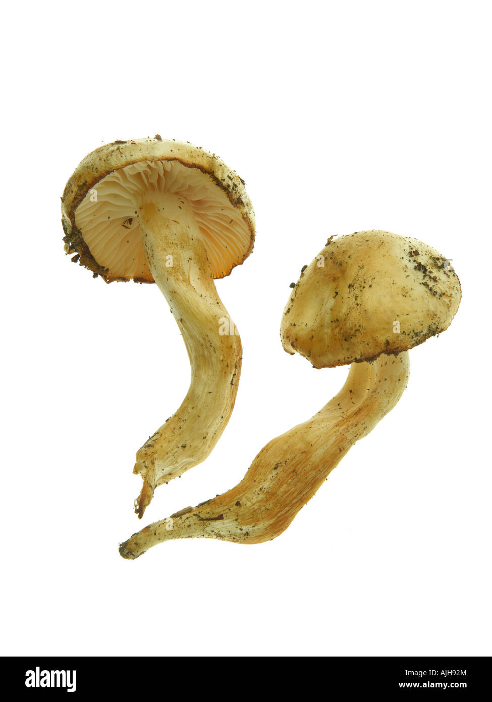 Mushroom Hygrophorus discoideus Stock Photo