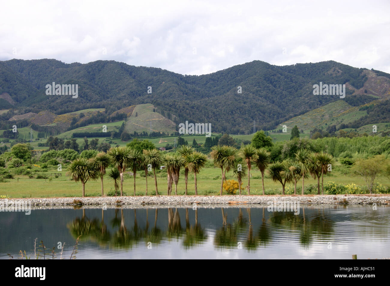 Palm trees reflecting in water near Murchison South Island New Zealand Stock Photo