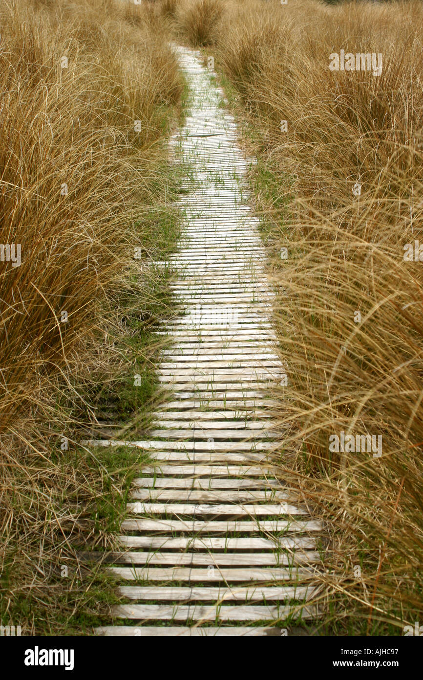 Boardwalk in golden tussock land Nelson Lakes National Park South Island New Zealand Stock Photo