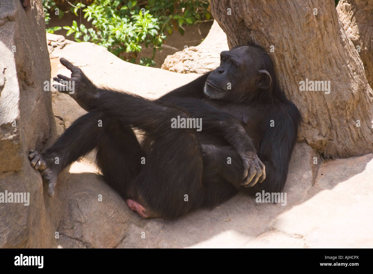 Chimpanzee relaxing in Fuengirola Zoo Costa del Sol Malaga Province Spain Stock Photo