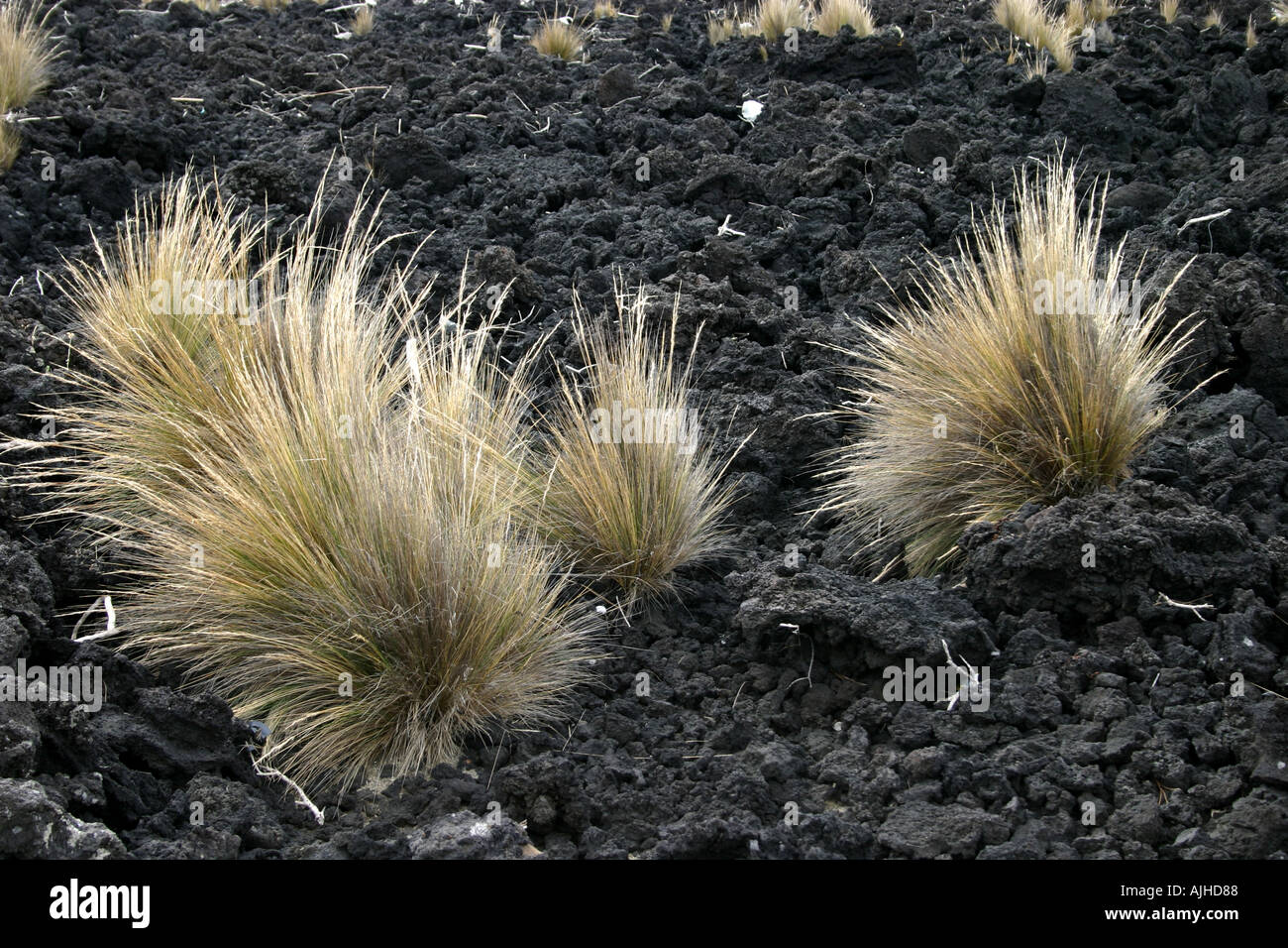tussock grass growing on volcanic rock Rangitoto Island New Zealand Stock Photo
