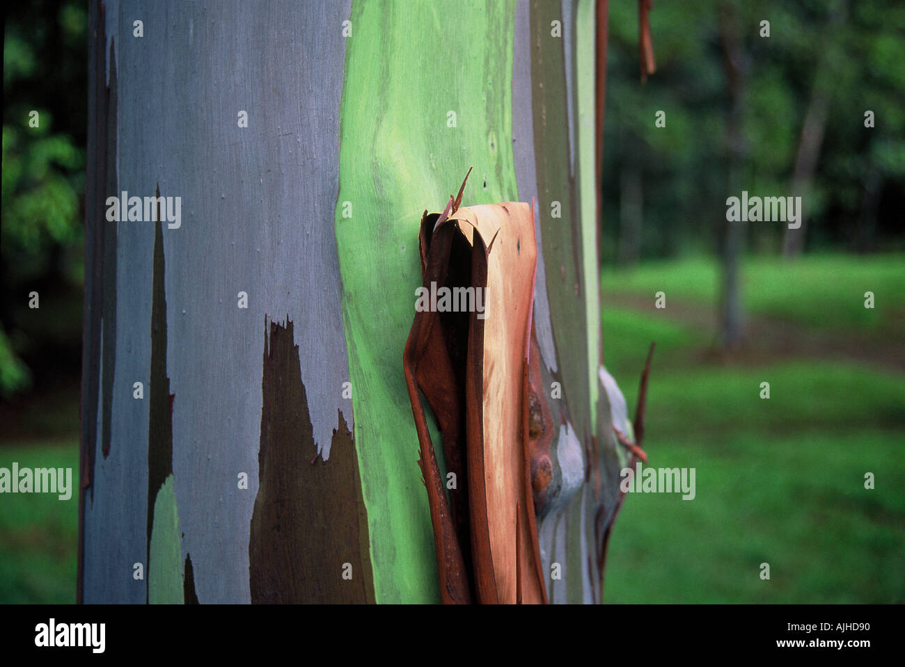 tree in Kauai, Hawaii Stock Photo Alamy