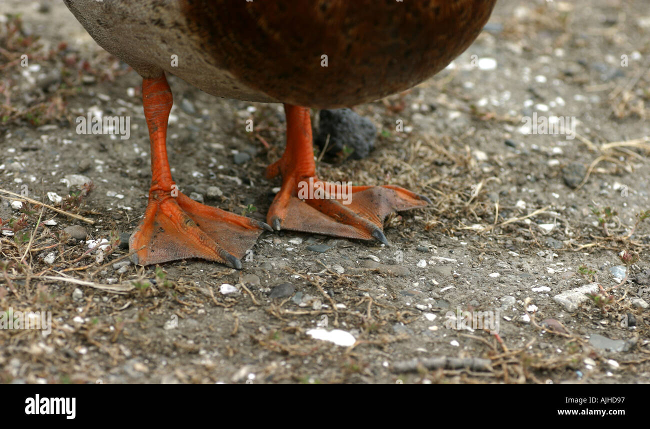 webbed feet of a female Mallard duck Anas platyrhynchos New Zealand Stock Photo