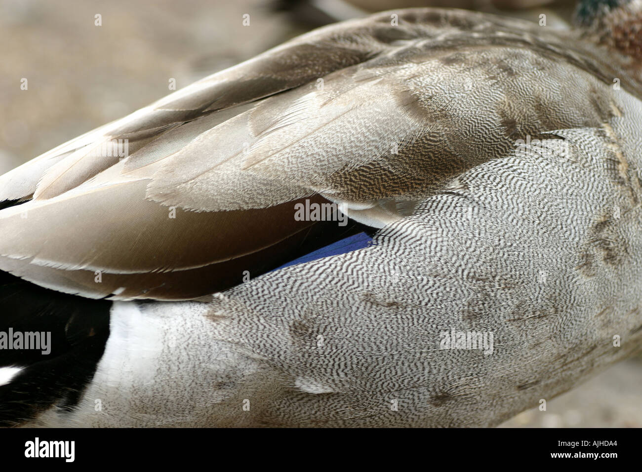 feather structure of a male Mallard duck Anas platyrhynchos showing ...