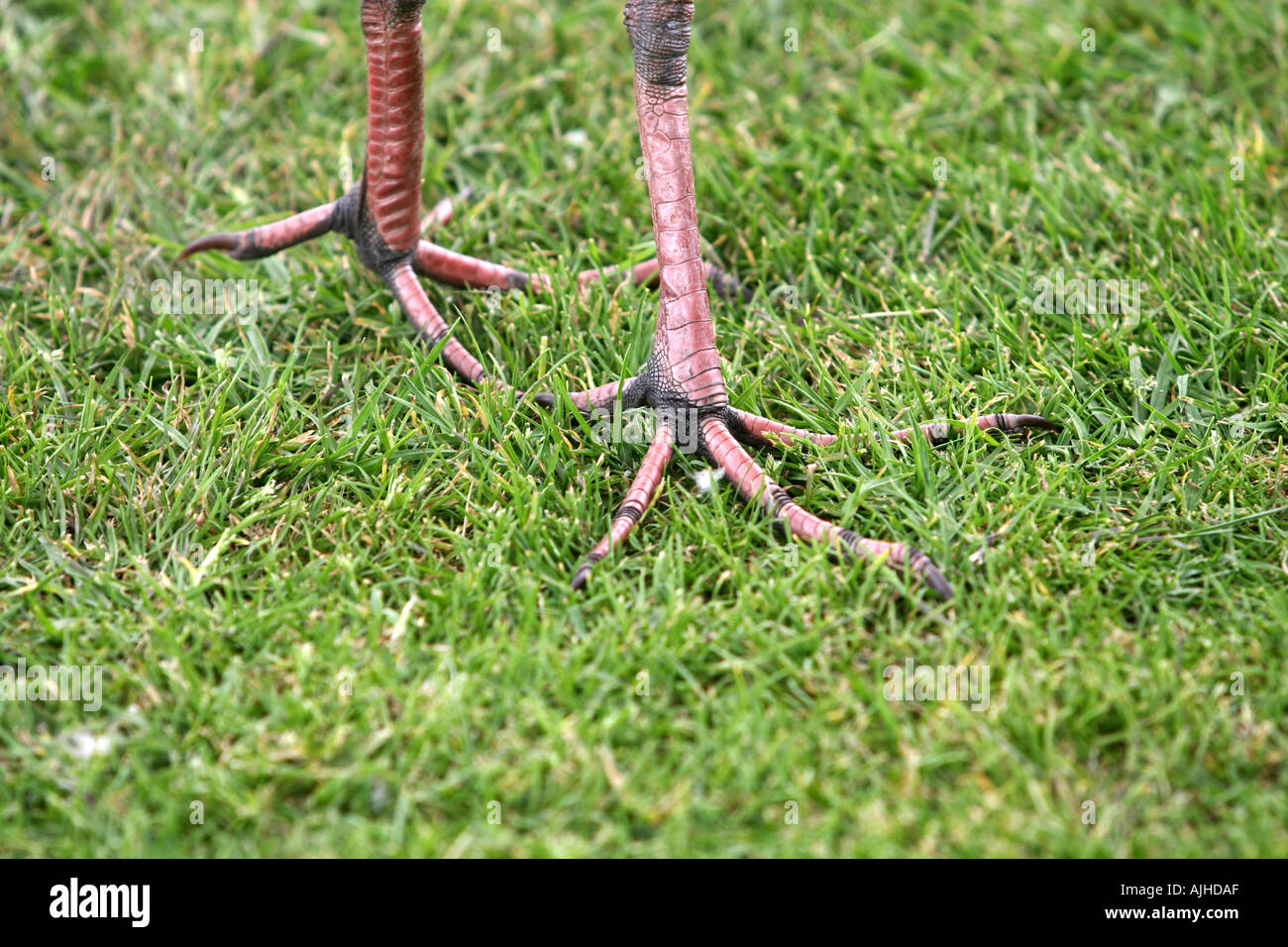 Pukeko Porphyrio melanotus a wading bird showing his large feet New Zealand Stock Photo