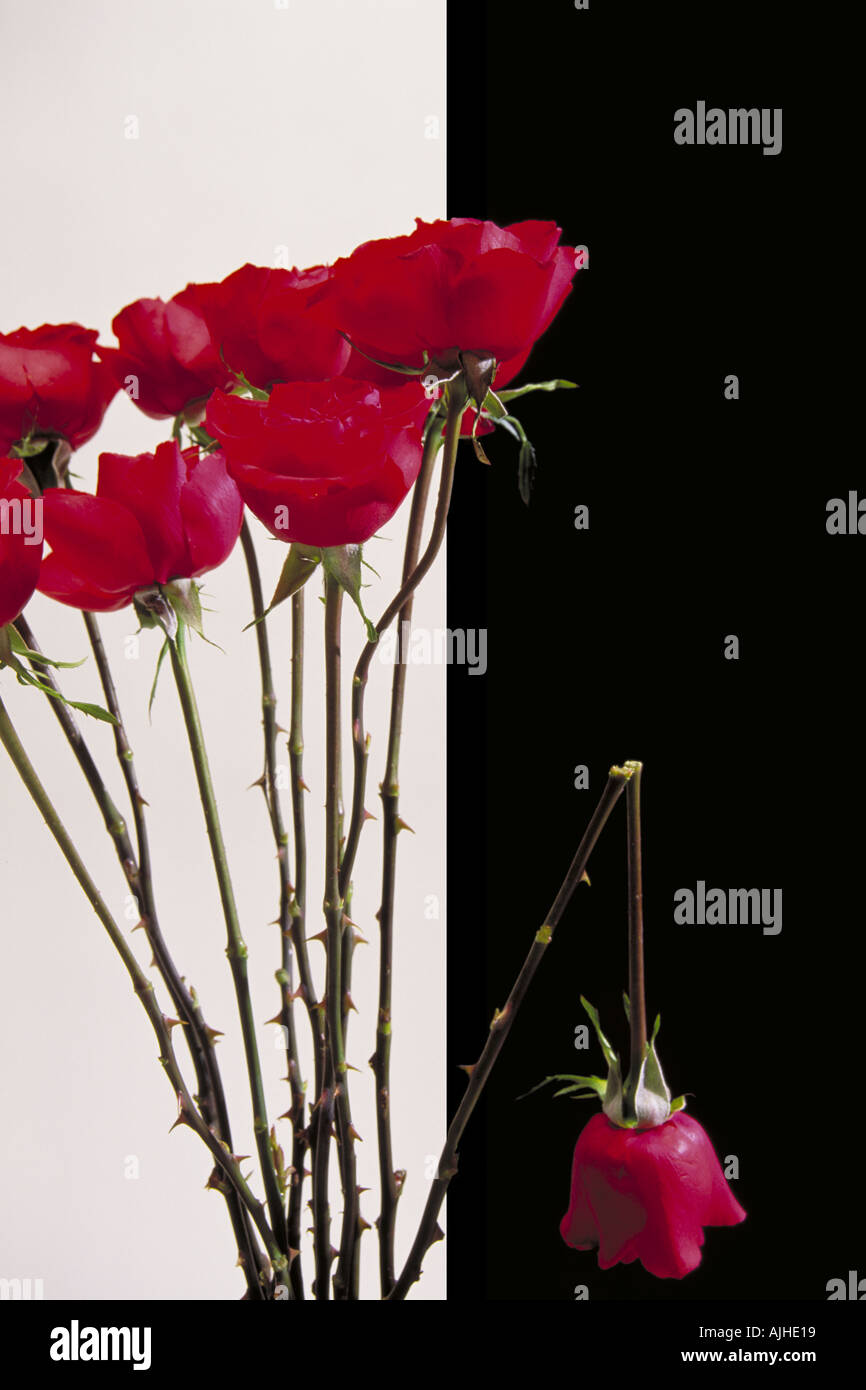 Broken rose in bunch of roses Stock Photo Alamy