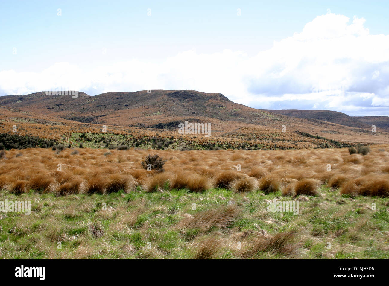 Golden red tussock Country near Mossburn South Island New Zealand Stock Photo