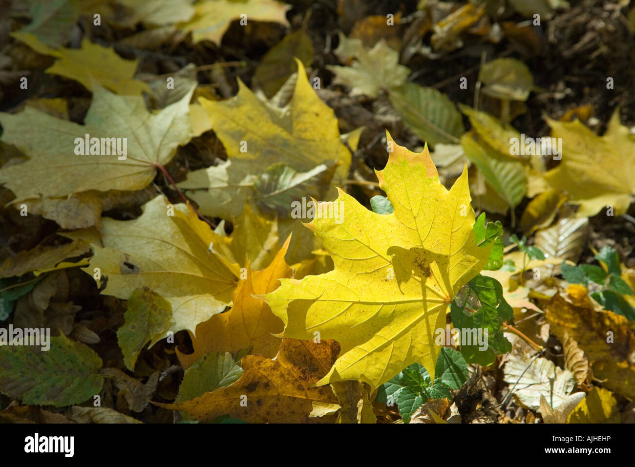 Autumnal leaves lying on ground Stock Photo - Alamy