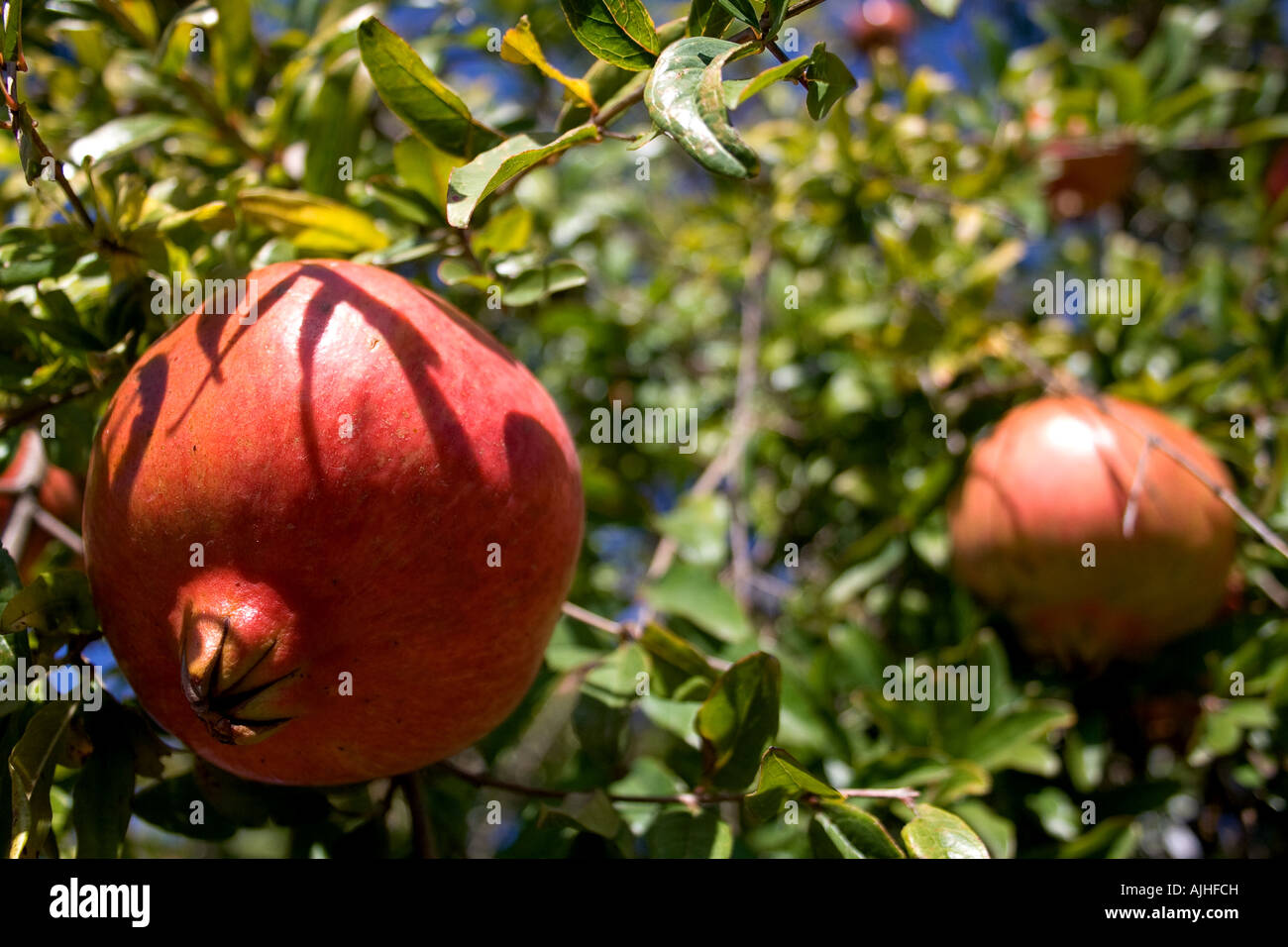 Pomegranates hanging on tree Stock Photo