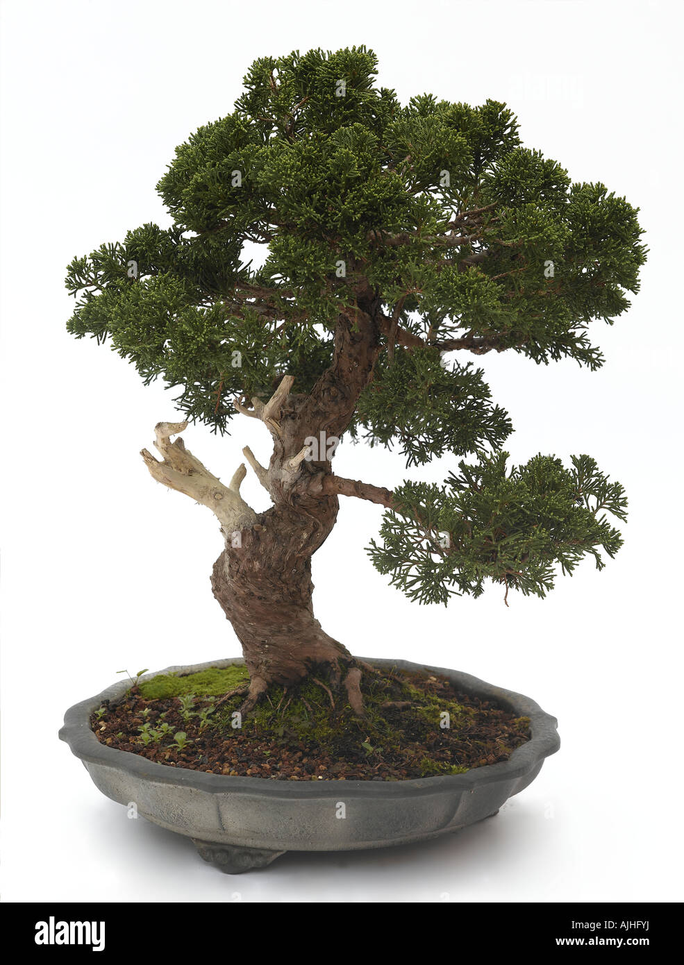Chinese juniper Juniperus chinensis sargentii Bonsai Stock Photo
