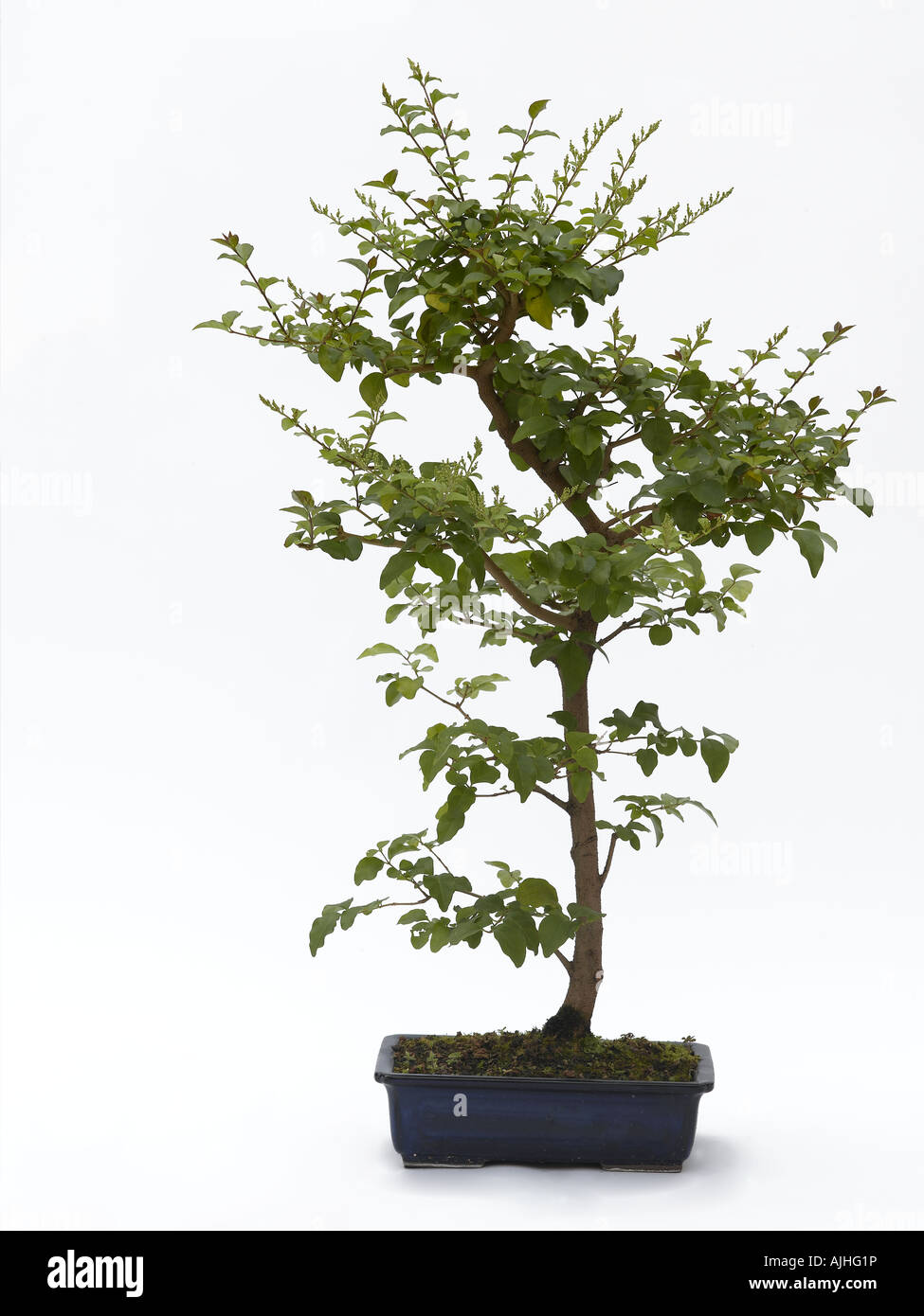 California privet bonsai Ligustrum ovalifolium Stock Photo