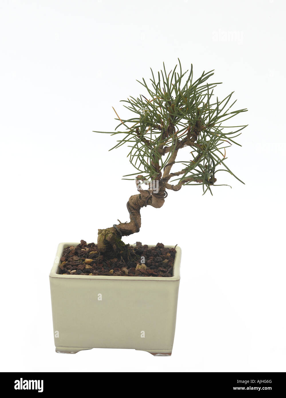 Bonsai Pinus parviflora Japanese white pine Stock Photo