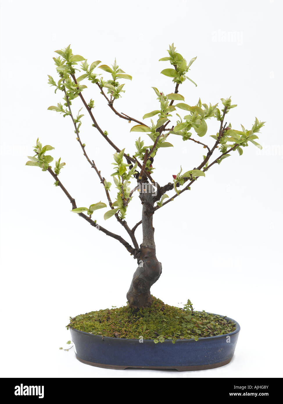 Bonsai Chinese quince Pseudocydonia sinensis Stock Photo