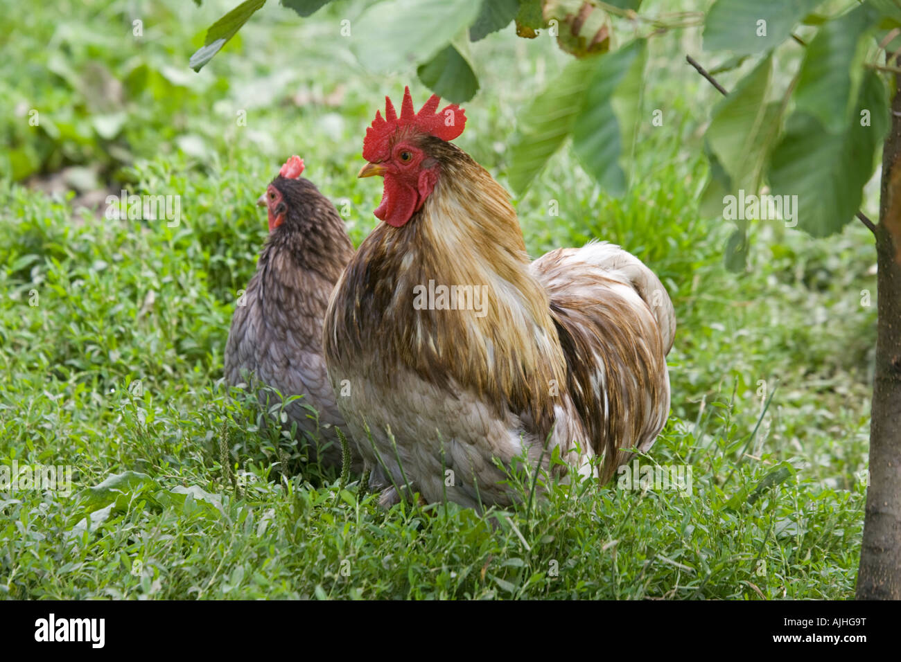 Pekin or Cochin bantam chickens cockerel hen Cotswolds UK Stock Photo