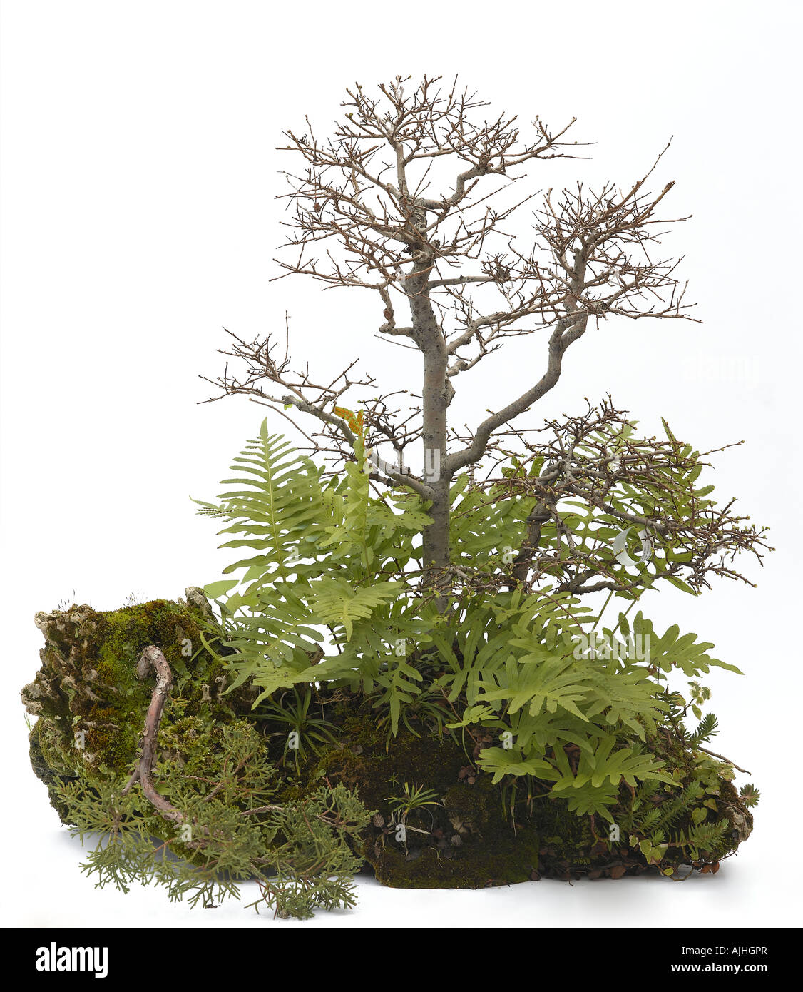 Ulmus bonsai Ishitzuki style Stock Photo