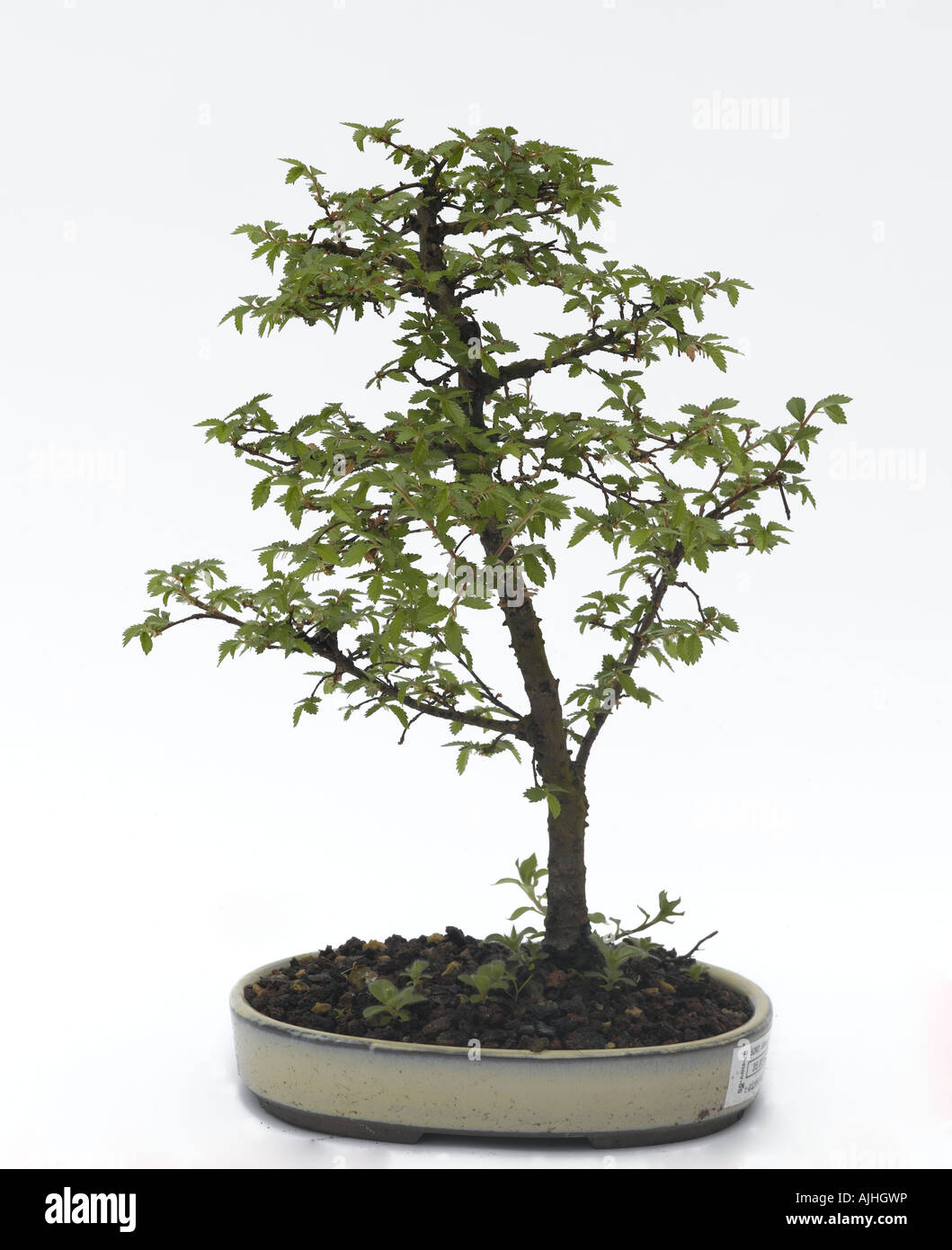 Ulmus bonsai Stock Photo
