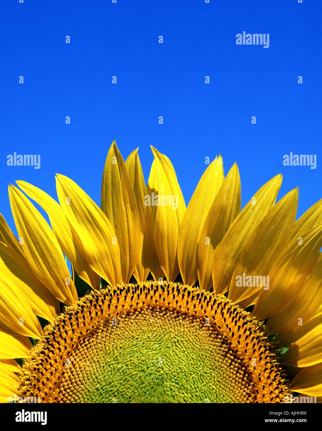 FLORA:  Sunflower (lat: helianthus) Stock Photo