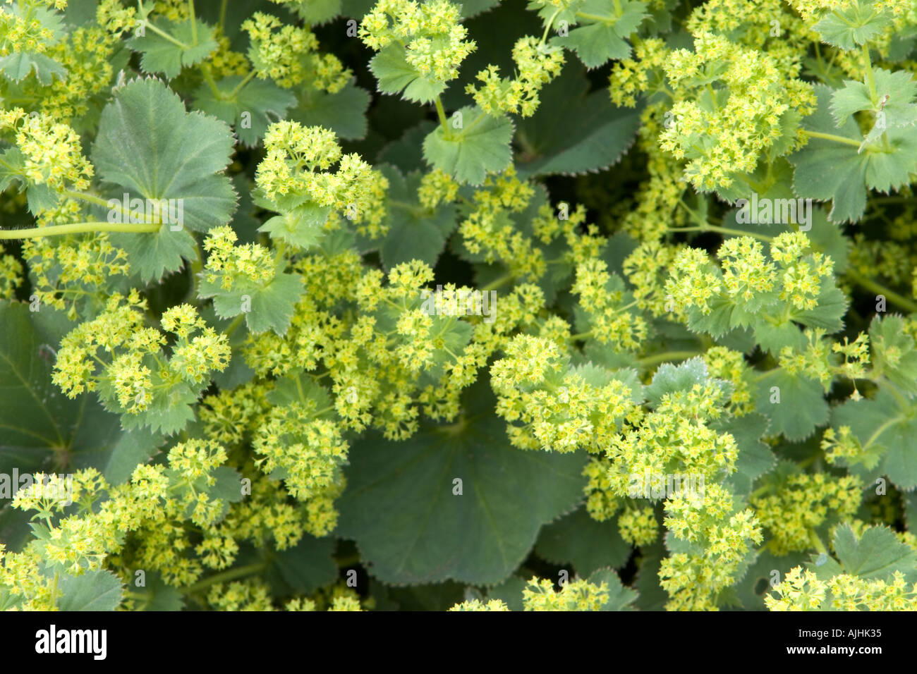 Mantle garden border hi-res stock photography and images - Alamy